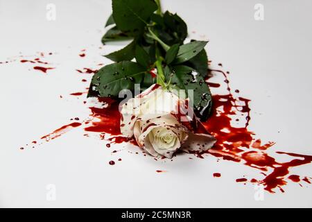 Magnifique rose blanche sanglante sur fond blanc. Rose sanglante - photo conceptuelle. Rose blanche avec du sang. Banque D'Images