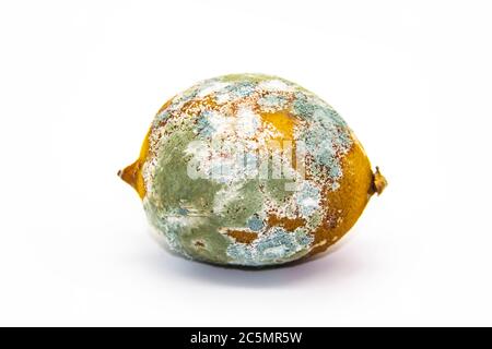 Citron gâté sur fond blanc. Le citron est moldy et a commencé à pourrir. Le concept de conception avec un citron pêché. Banque D'Images