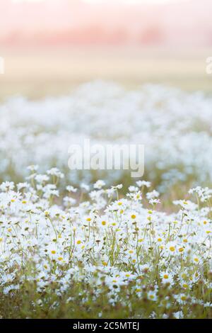 Un pré de fleurs sauvages rempli de marguerites blanches, attrapant la lumière du soir vers le coucher du soleil lors d'une belle nuit d'été sur une ferme dans Northumberland, Banque D'Images