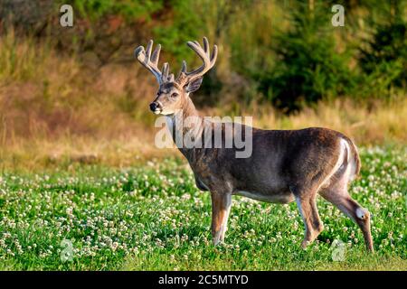 White-tailed deer buck à regal. Banque D'Images