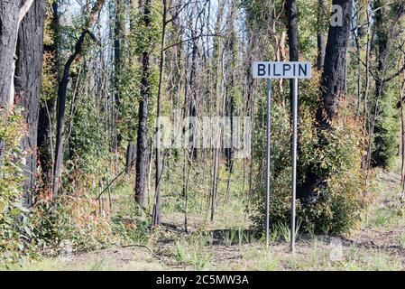 Juin 2020: Signes de repousse et de reprise après les feux de brousse dévastateurs sur la ligne de route de Bells près de Bilpin voir mes images comparatives Jan 2020 Banque D'Images