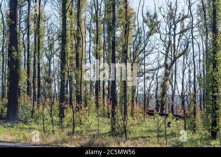 Juin 2020: Signes de repousse et de reprise après les feux de brousse dévastateurs sur la ligne de route de Bells près de Bilpin voir mes images comparatives Jan 2020 Banque D'Images