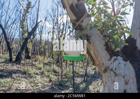 Juin 2020: Signes de repousse et de reprise après les feux de brousse dévastateurs sur la ligne de route de Bells près de Bilpin voir mes images comparatives Jan 2020 Banque D'Images