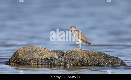 Pondeuses communes (Actitis hypoleucos), sur une plage rocailleuse Banque D'Images