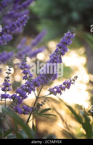 Fleurs violettes sur un arbre au bout des branches dans un parc d'été Banque D'Images