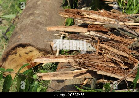 Des bûches et des branches d'arbres hachés et déracinés s'affichent après une catastrophe naturelle du super cyclone UmPun au Bengale occidental, Inde, mai 2020. Banque D'Images