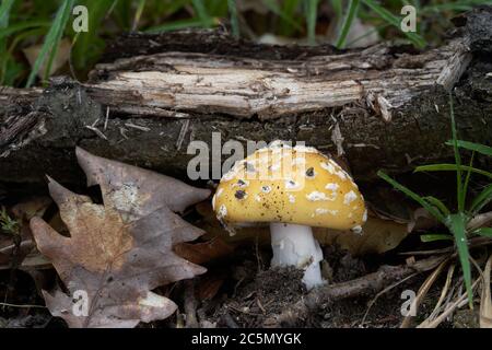 Champignon toxique Amanita gemmata poussant dans la forêt de chênes. Alson connu sous le nom de gemmed Amanita ou le jonquil Amanita. Feuille de chêne sur le sol. Banque D'Images