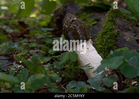 Champignon non comestible Phallus impudicus croissant dans l'endroit humide entre les plantes de la vieille forêt d'épinette. Également appelé corne de rose commune. Banque D'Images
