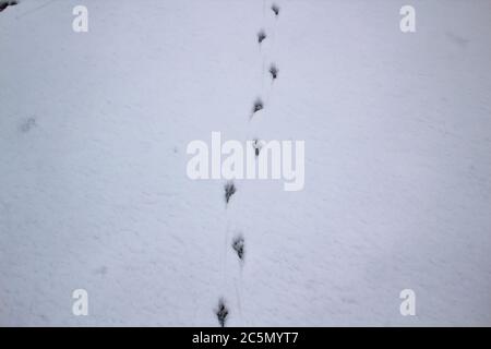 Empreintes des oiseaux dans la neige. Les oiseaux s'entachent sur la neige de fond Banque D'Images