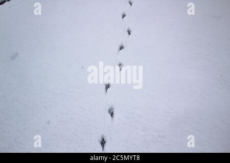 Empreintes des oiseaux dans la neige. Les oiseaux s'entachent sur la neige de fond Banque D'Images