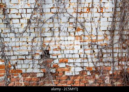Mur de briques avec branches sans feuilles de raisins sauvages. Vieux mur de briques rouges et blanches avec des branches d'une vigne séchée avec fissures gros plan texture arrière Banque D'Images