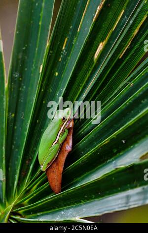 La grenouille d'arbre verte se repose/se cache à l'intérieur de la voûte du palmier. Parfois, ils font trop confiance à leur couleur de camouflage. Banque D'Images