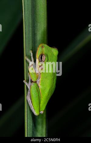 La grenouille verte de nuit accrochée sur la feuille de palmier Banque D'Images