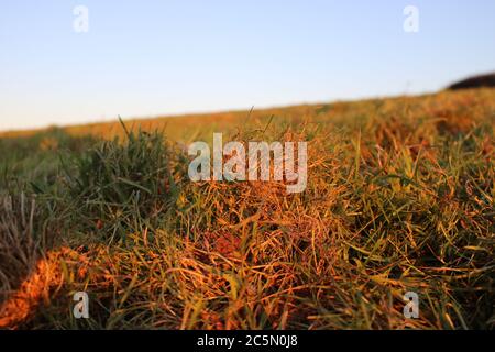 Champs de graminées sur une ferme de cornouailles en activité à Sunset, Cornwall, Angleterre, Royaume-Uni Banque D'Images