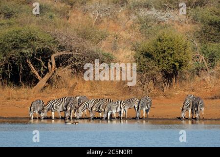 Troupeau de zèbres des plaines (Equus burchelli) eau potable, Kruger National Park, Afrique du Sud Banque D'Images