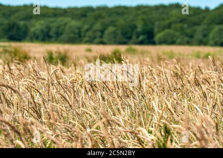 Vue sur un champ de maïs doré sous un soleil d'été lumineux avec accent sur le grain et le bokeh arrière-plan Banque D'Images