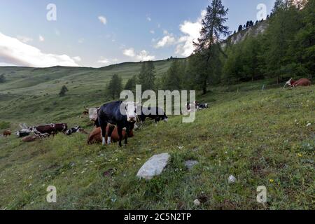 Chamois, Vallée d'Aoste, Italie, vaches Banque D'Images