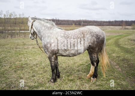 Blanc de beaux chevaux dans le champ. Cheval blanc sur herbe verte Banque D'Images