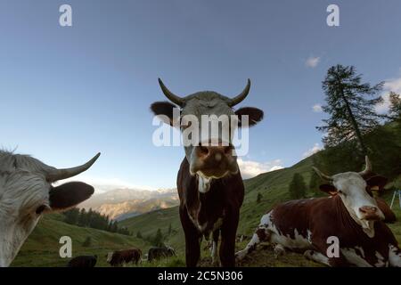 Chamois, Vallée d'Aoste, Italie, vaches Banque D'Images