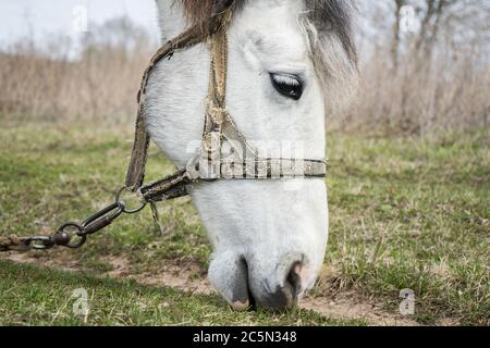 Gros plan sur White Horse. Un cheval blanc marche sur le terrain et mange de l'herbe. Banque D'Images