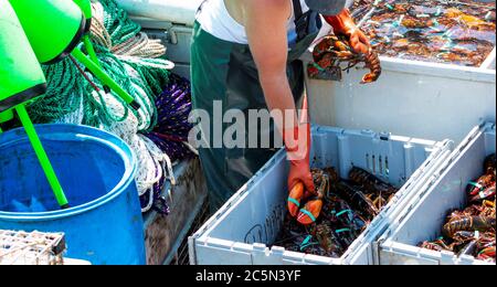 Le pêcheur est en train de trier ses homards vivants du Maine fraîchement pêchés dans des bacs séparés par taille sur son bateau de pêche pour mettre sur le marché. Banque D'Images