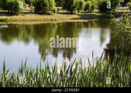 Un étang dans le parc appelé 'kazka' dans la ville de Sumy. Un lac avec les roseaux sur le devant. Banque D'Images