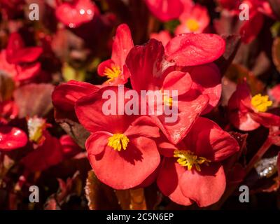 Gros plan avec une belle mendionia de cire ou Begonia cucullata. Banque D'Images