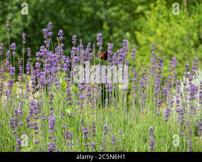 Magnifique paysage avec champ de lavande. Fleurs violettes de Lavandula angustifolia ou de Lavandula officinalis. Mise au point sélective. Banque D'Images