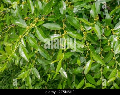 Feuillage vert frais de l'arbre Ziziphus jujube. Banque D'Images