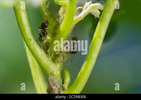 Colonie d'pucerons et de fourmis sur les plantes de jardin Banque D'Images