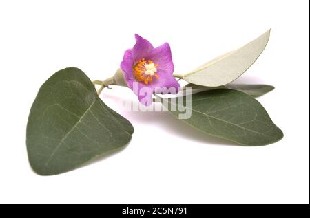 Fleurs roses de Cassia patersonia, pyramide, arbre isolé sur blanc Banque D'Images