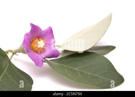 Fleurs roses de Cassia patersonia, pyramide, arbre isolé sur blanc Banque D'Images