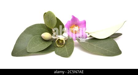 Fleurs roses de Cassia patersonia, pyramide, arbre isolé sur blanc Banque D'Images