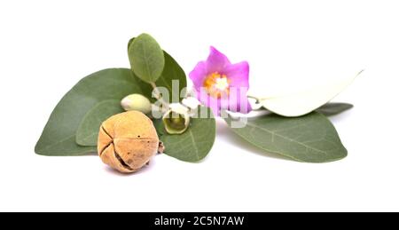 Fleurs roses de Cassia patersonia, pyramide, arbre isolé sur blanc Banque D'Images