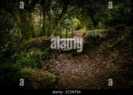 Une vieille pierre s'entaille sur un sentier de Metha Woods dans la vallée de Lappa, près de St Newlyn East, dans les Cornouailles. Banque D'Images