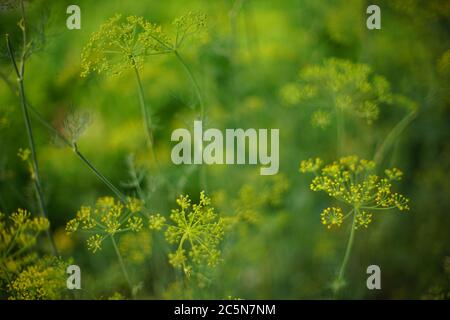 L'aneth vert fleuri aux fleurs jaunes pousse dans le jardin. Mise au point sélective. Banque D'Images