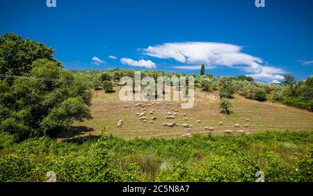 Shepherd et moutons dans la nature pour une promenade dans les pâturages de l'île d'Evia. Grèce. Banque D'Images