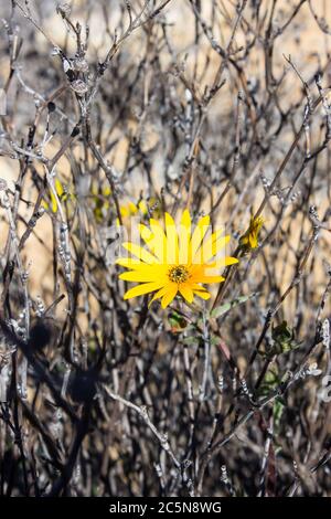 Les pâquerettes de Namaqua (Hyoseroides Asteraceae) de couleur orange, sont serries par des bâtons morts de la croissance précédente, dans la réserve naturelle de Goegap, dans l'Afr du Sud Banque D'Images