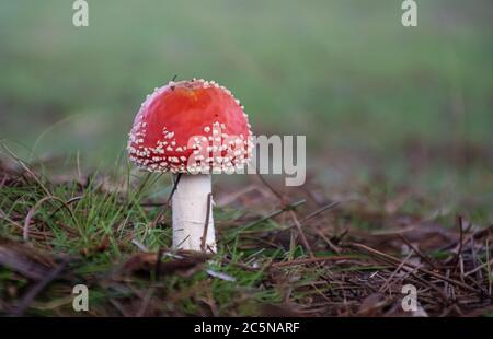 Un petit tabouret de tabouret agaric de mouche dans le Bush sous un arbre Banque D'Images