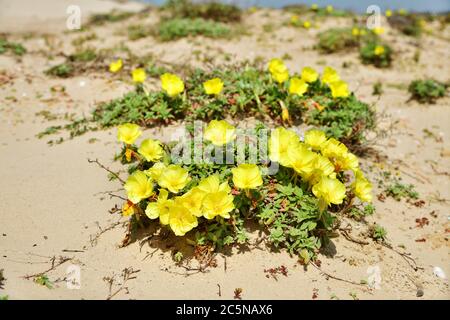 Oenothera Drummondii, Beach Evening-primrose fleur avec des feuilles sur une plage de sable. Plage de l'aqueduc romain Caesarea Maritima, Israël Banque D'Images