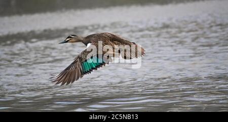 Un canard noir du pacifique mâle en vol Banque D'Images