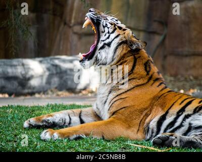 Un tigre bâillant montrant ses dents plutôt grandes Banque D'Images