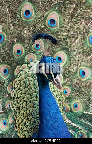Portrait en gros plan d'un peafabou ou d'un paon bleu montrant ses plumes enjambées (Pavo cristatus) Banque D'Images