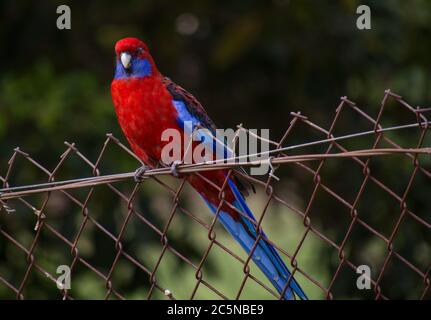 Une Rosella cramoisi assise sur le fil de clôture Banque D'Images