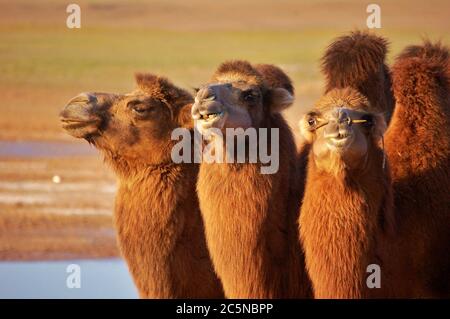 Trois chameaux dans le sud de Gobi, Mongolie Banque D'Images