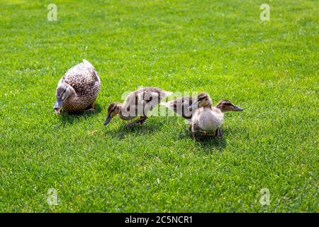 Une famille de canards sauvages se broutent sur une pelouse verte lors d'une journée ensoleillée d'été, des oiseaux bruns. Banque D'Images