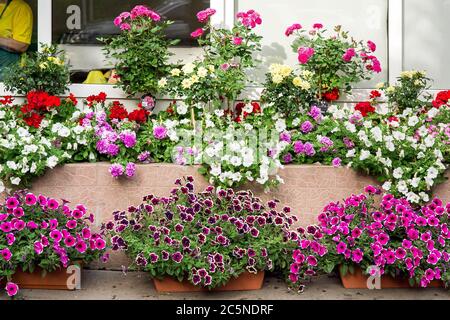 Pots de fleurs aux fleurs pétunia colorées sur la boutique vendant des plantes pour le jardin, vue de face. Banque D'Images