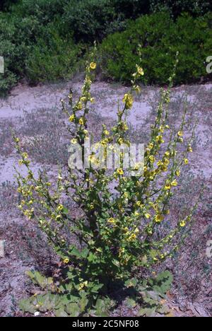 Chardon d'huîtres espagnol, Scolymus hispanicus Banque D'Images