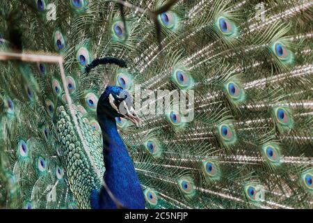 Gros plan d'un paon indien bleu ou d'un paon avec des plumes enjamchées, Pavo cristatus Banque D'Images