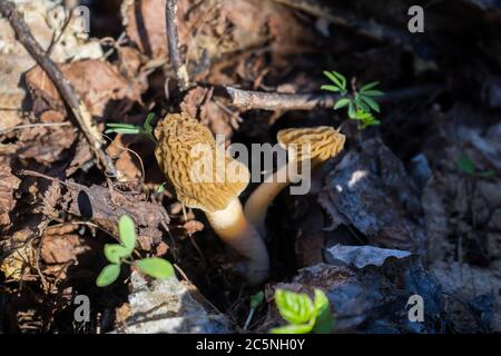 Morchella champignon dans la main. Assortiment de morilles. Banque D'Images